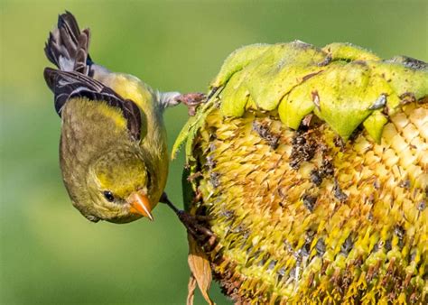 When To Harvest Sunflower Seeds 🌻 🔍 Discover The Optimal Time