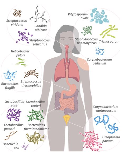 Comment avoir un microbiote intestinal en santé par lalimentation