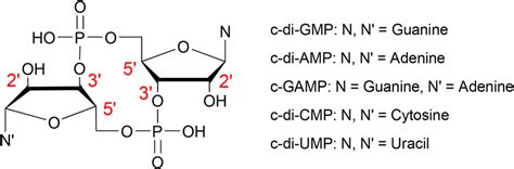 Chemical structures of cyclic di-nucleotides. | Download Scientific Diagram
