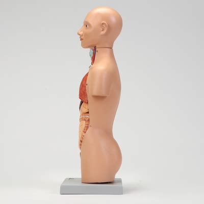 Altay Human Dual Sex Miniature Torso Model Carolina Biological Supply