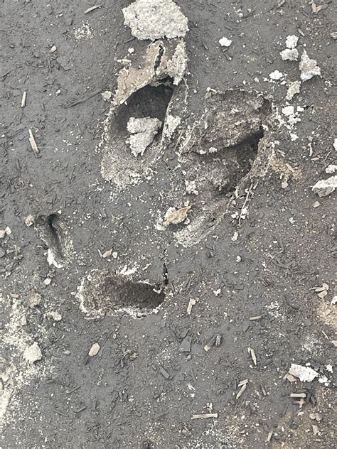 Wild boar tracks? : r/florida