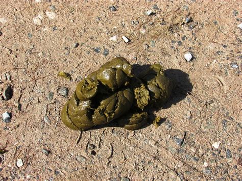 Šta znači sanjati da stanete u govno? 💩 - Veliki Sanovnik