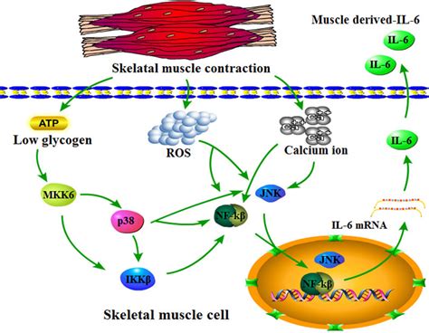 Frontiers Functional Role Of Skeletal Muscle Derived Interleukin 6