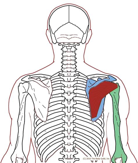Muscle - posterior - shoulder - rc - hoi - infraspinatus | Trigger ...
