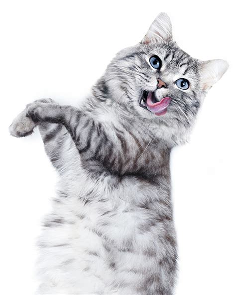 Maintaining A Routine For Your Feline Companion Animal Wellness Magazine