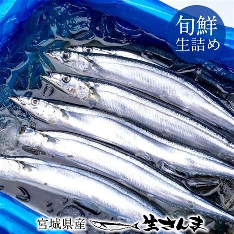 サンマ 新物 生さんま 30尾10尾×3箱 刺身用 秋刀魚 お刺身 鮮度抜群 国産 宮城県 三陸 お取り寄せ 送料無料 プレゼント 16