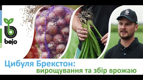 Вирощування та збір врожаю - рання цибуля Брекстон F1 Бейо - YouTube