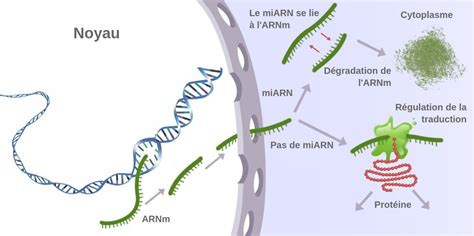 Les Micro Arn Labster