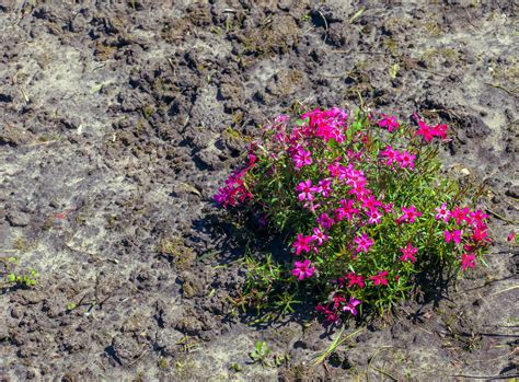 Purple-pink moss phlox flowers are blooming. The Latin name of this