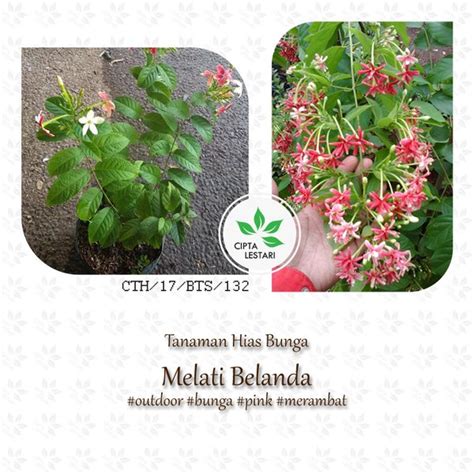 Jual Bibit Tanaman Bunga Melati Belanda Pink Holland Hias Outdoor