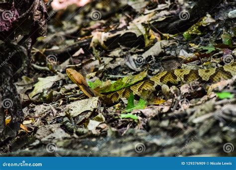 Snake on the Hiking Trail stock image. Image of north - 129376909