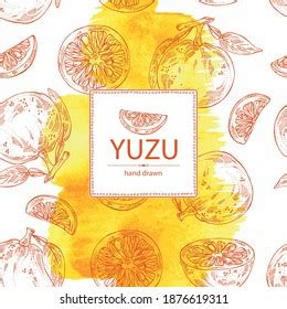 Watercolor Background Yuzu Fruts Leaves Yuzu Stock Vector Royalty Free