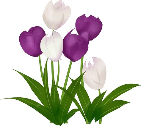 Tulipanes Pintados A Mano PNG Tulipán Flores Plantas Verdes PNG y