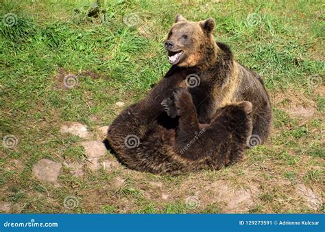 Two Young Brown Bears Playing Stock Image Image Of Nature Arctos