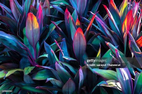 Tropical Leaves Colorful Flower On Dark Tropical Foliage Nature Background Dark Green Foliage