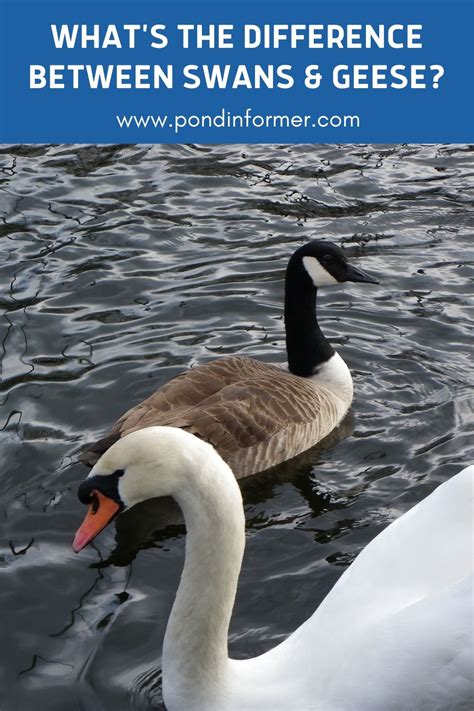 What s the difference between a goose and a swan updated – Artofit