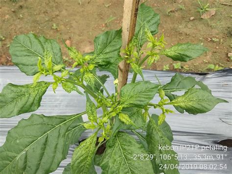 gambar daun cabe  koleksi gambar