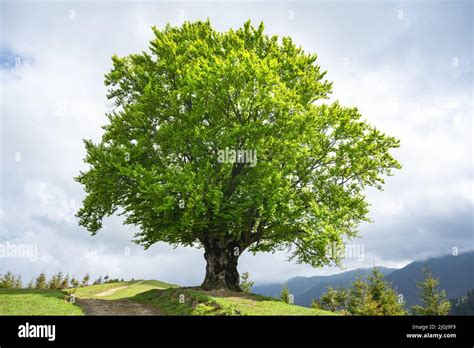 Descubre el significado de soñar con un árbol gigante y frondoso