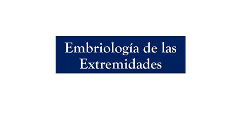 Embriologia De Las Extremidades Christel Udocz