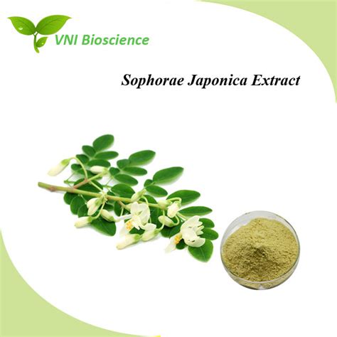 Kosher Halal Certified Natural Quercetin Powder Sophora Japonica