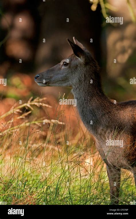 Red Deer Hind Richmond Park Uk Hi Res Stock Photography And Images Alamy