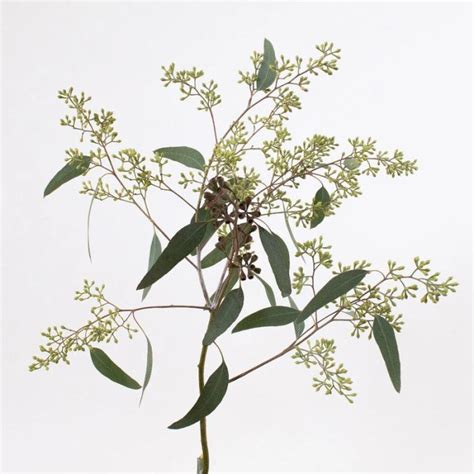 Bulk Pussy Willow Branches Toronto Bulk Flowers Wholesale