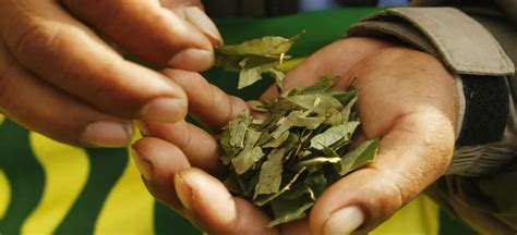 Australia Proyecta Industrializar La Hoja De Coca Boliviana