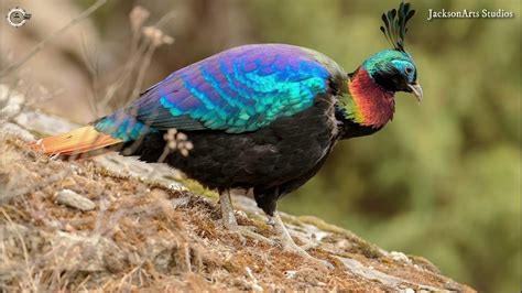 Himalayan Monal State Bird Of Uttarakhand Chinese Monal High