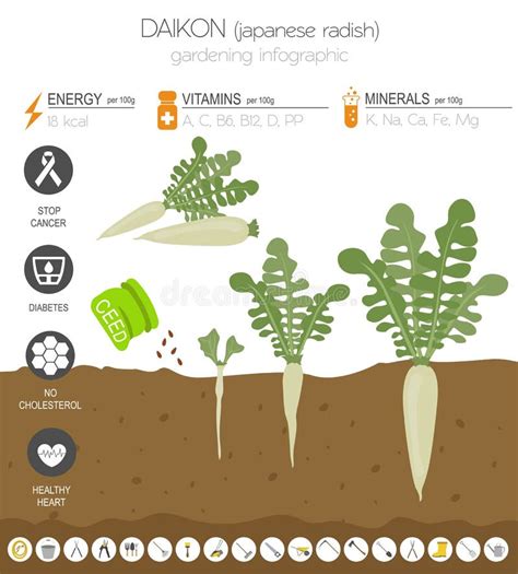 Daikon Growth Stages Planting Of Long White Winter Radish Plant