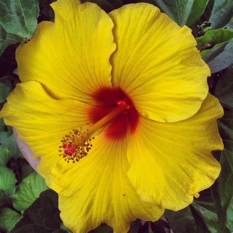 Yellow Hibiscus