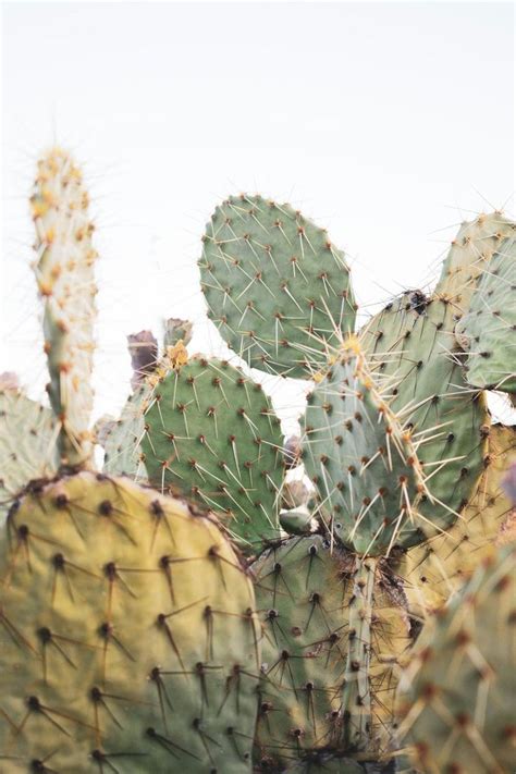 Minimalist Cactus Art | Cactus art, Cactus, Nature photography