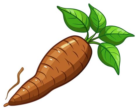 A Cassava Ultra Realistic Vector Illustration Clipart Vegetable Premium Ai Generated Vector