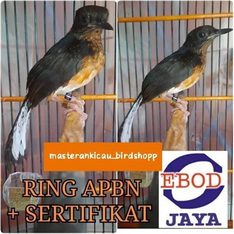 Promo Burung Murai Trotol Jantan Super APBN BNR Double Sertifikat Ring