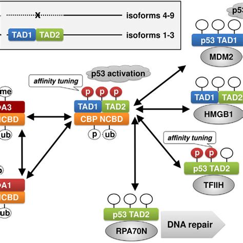 Regulatory Sub Network Of The Dual Nature Tad12 Segments Of P53