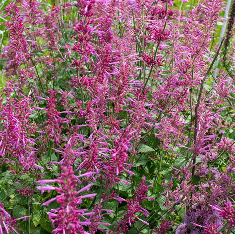 Agastache Heather Queen Seeds Agastache Cana