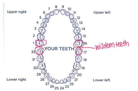 Exam Intro And Airway Assessment Flashcards Quizlet