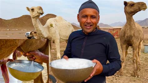 Milking Camels In Saudi Arabia Drinking Camel Milk For The First Time