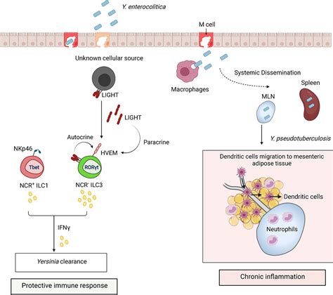 Frontiers Innate Lymphoid Cells In Response To Intracellular