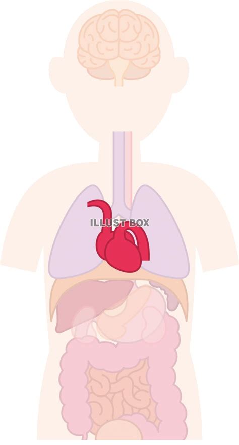 【2019年の最高】 心臓 イラスト 無料 ~ イラスト画像ギャラリー