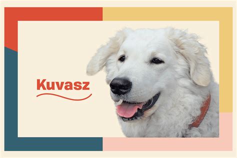 Kuvasz Dog Breed Information And Characteristics