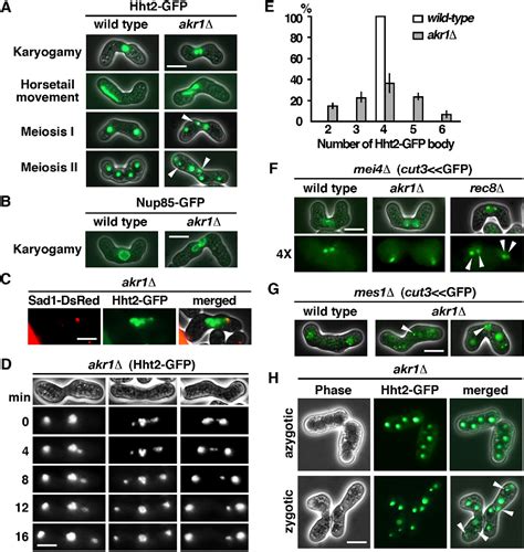 Figure 3 From Protein S Palmitoylation Regulates Different Stages Of