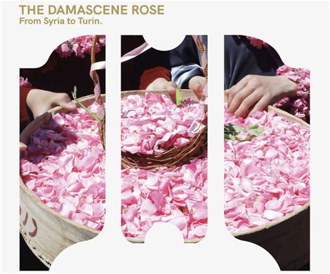 La Rosa Di Damasco A Torino The Damascene Rose In Turin Musei Reali