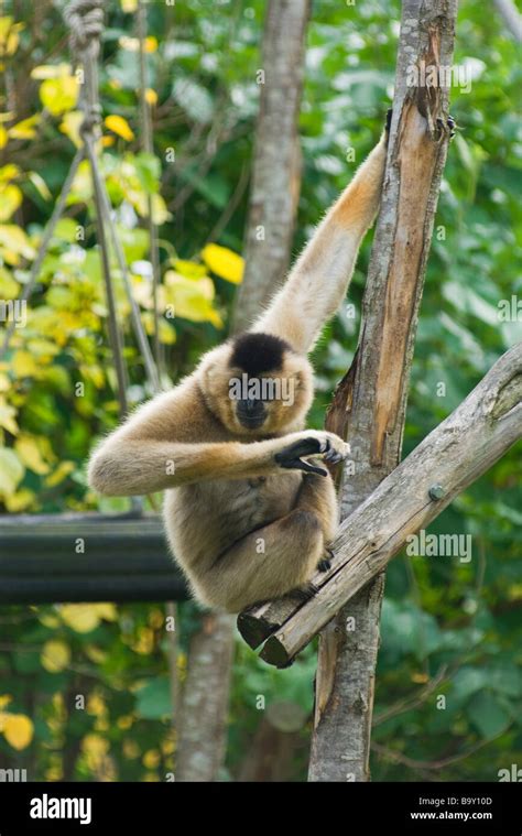 Gibbon conservation hi-res stock photography and images - Alamy