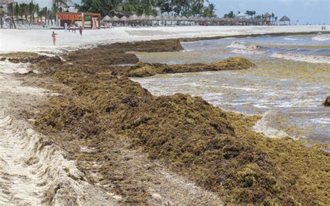 Se han recolectado más de 80 mil toneladas de sargazo en las playas