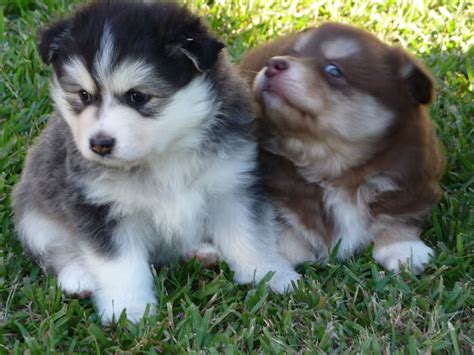 Finnish Lapphund puppies photo and wallpaper. Beautiful Finnish ...