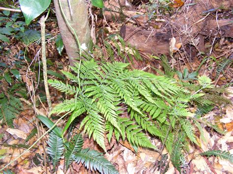 Days on the Claise: Ferns in the Rainforest