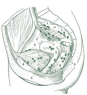 SEER Training:Lymph Nodes of Female Pelvis