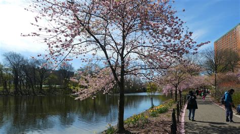 Cherry Blossoms Branch Brook Park Newark New Jersey Flickr