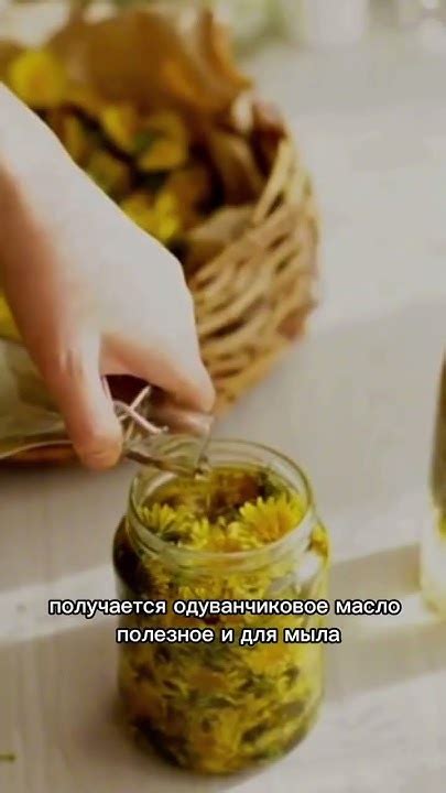 Масло из одуванчиков #мыловарение #мылоручнойработы #мылоснуля #травы ...
