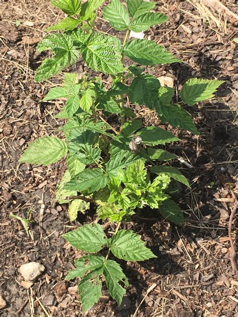 Does This Raspberry Plant Look Like It’s In Good Heath R Gardening